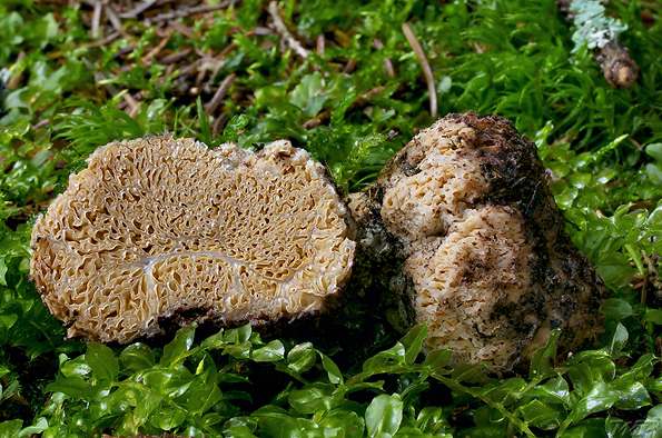 strapatec smrčkovitý Gautieria morchelliformis Vittad.