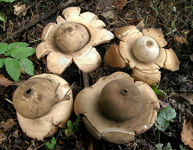 hviezdovka trojitá Geastrum triplex Jungh.