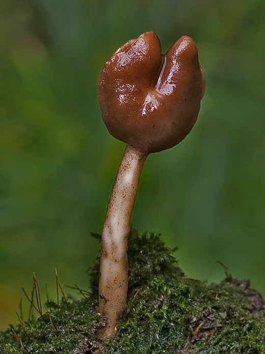 chriapač hnedobiely ? Helvella albella Quél.