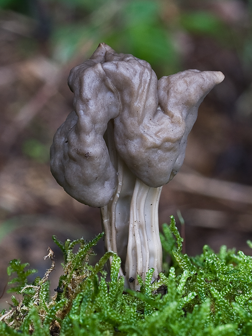 chriapač jamkatý Helvella lacunosa Afzel.