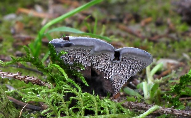 jelenkovka modrastá Hydnellum caeruleum (Hornem.) P. Karst.