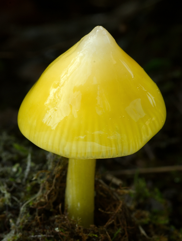 lúčnica hrotitá Hygrocybe acutoconica (Clem.) Singer