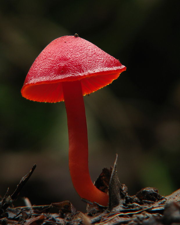 lúčnica šarlátová Hygrocybe coccinea (Schaeff.) P. Kumm.