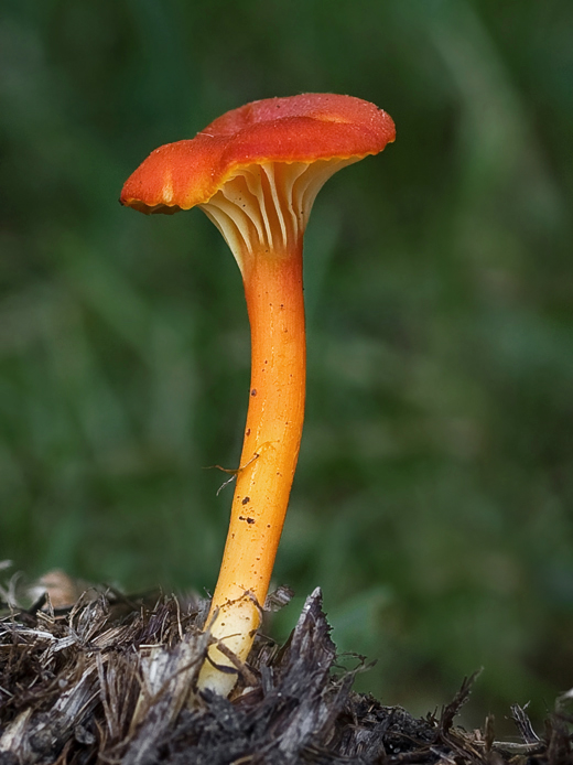 lúčnica kuriatkovitá Hygrocybe lepida Arnolds