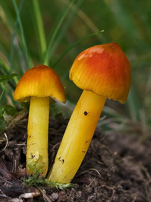 lúčnica Hygrocybe sp.