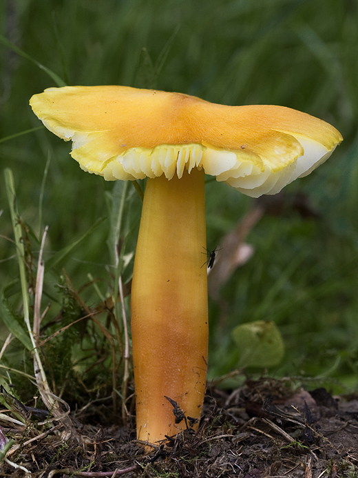 lúčnica Hygrocybe sp.