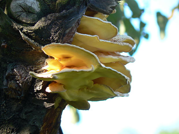 sírovec obyčajný Laetiporus sulphureus (Bull.) Murrill