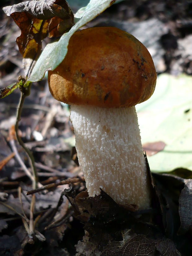 kozák osikový Leccinum albostipitatum den Bakker & Noordel.