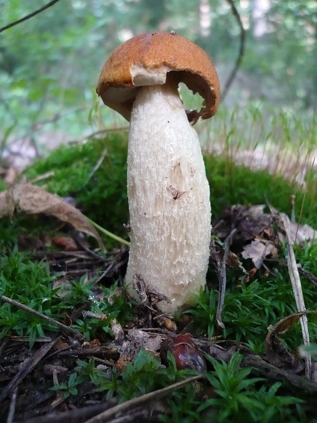 kozák osikový Leccinum albostipitatum den Bakker & Noordel.