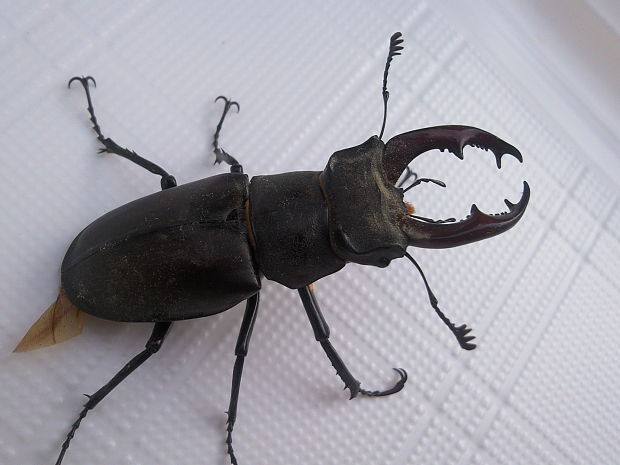 roháč obyčajný Lucanus cervus