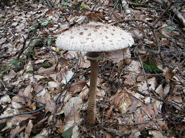 bedľa vysoká Macrolepiota procera (Scop.) Singer