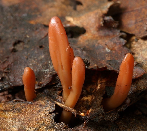 drobnojazýček Microglossum olivaceum (Pers.) Gillet