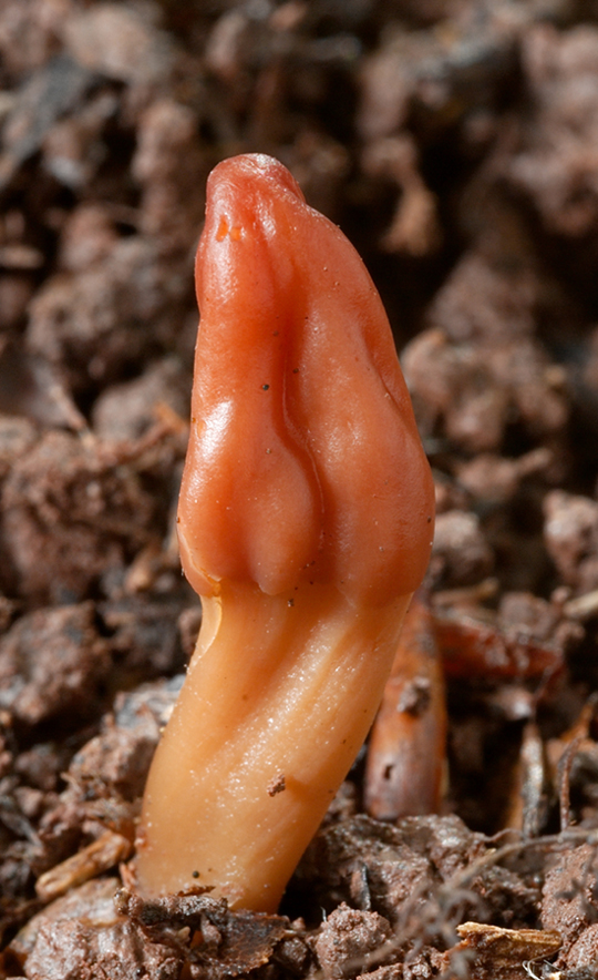 drobnojazýček Microglossum olivaceum (Pers.) Gillet