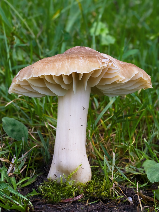 lúčnica sivohnedá Neohygrocybe pseudoingrata Fuljer, Zajac, Boertm. & Kautman.