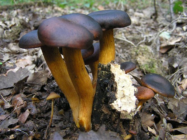 kališník hnedooranžový Omphalotus olearius (DC.) Singer