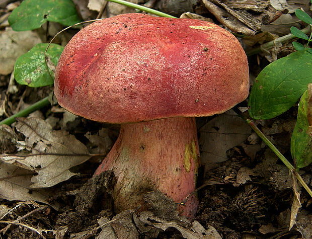 hríb Dupainov Rubroboletus dupainii (Boud.) Kuan Zhao & Zhu L. Yang