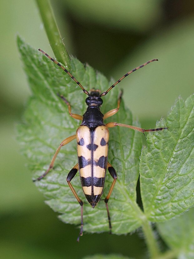 fuzáč škvrnitý Rutpela maculata