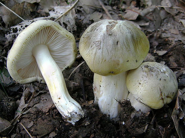 čírovka zelenohnedastá Tricholoma sejunctum (Sowerby) Quél.