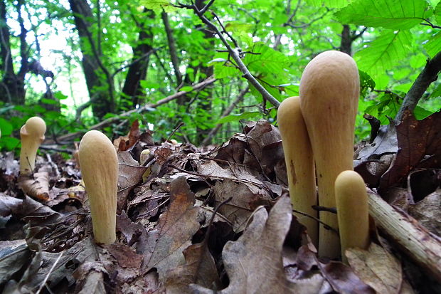 kyjak obrovský 	Clavariadelphus pistillaris