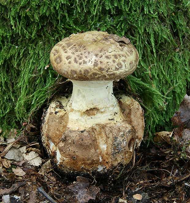 muchotrávka citrónovožltá Amanita citrina Pers.