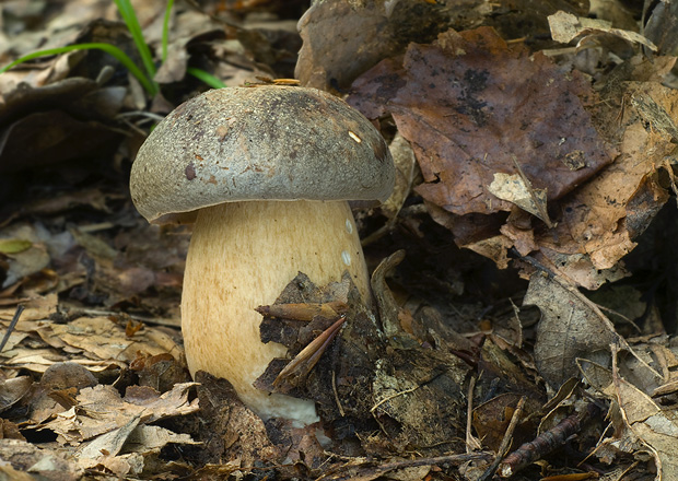 hríb bronzový Boletus aereus Bull. ex Fr.