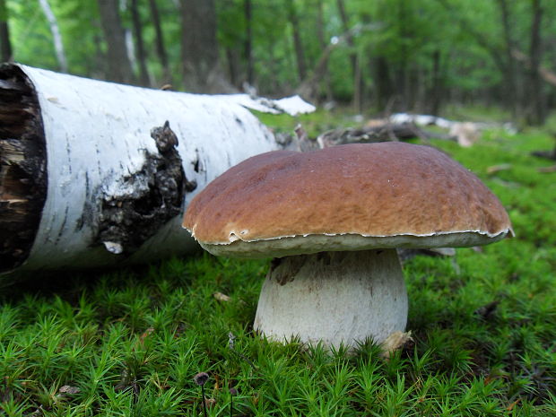 hríb smrekový Boletus edulis Bull.