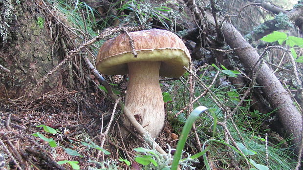 hríb smrekový Boletus edulis Bull.