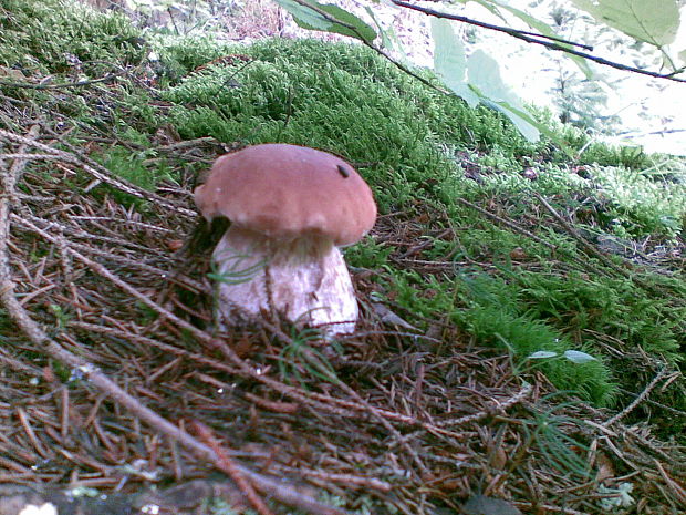 hríb smrekový Boletus edulis Bull.