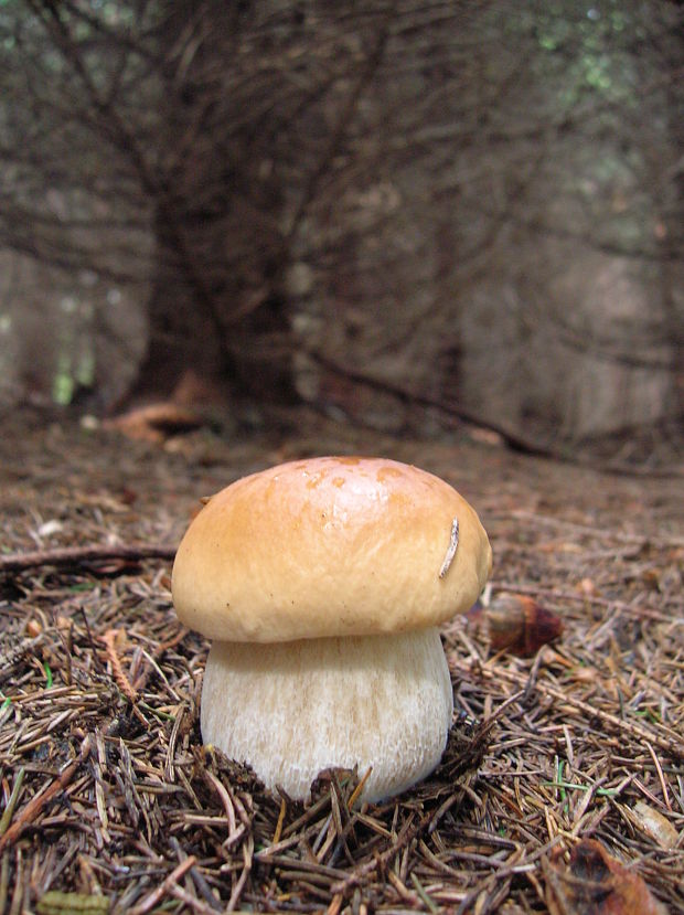 hríb smrekový Boletus edulis Bull.