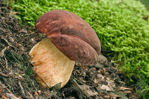 hríb sosnový Boletus pinophilus Pil. et Dermek in Pil.