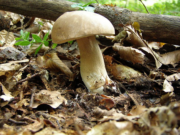 hríb dubový Boletus reticulatus Schaeff.