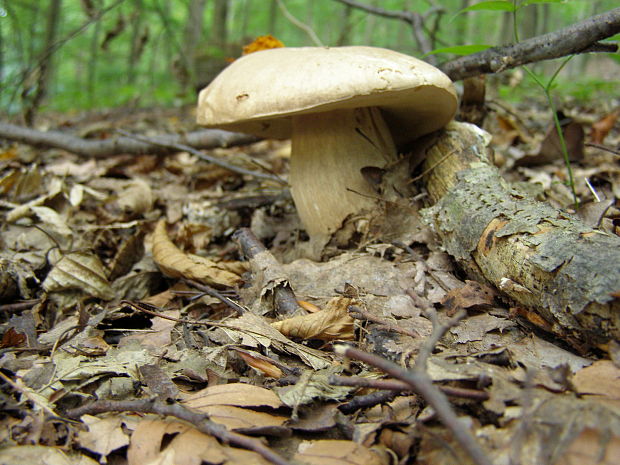 hríb dubový Boletus reticulatus Schaeff.