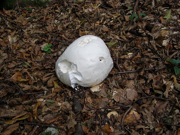 vatovec obrovský Calvatia gigantea (Batsch) Lloyd