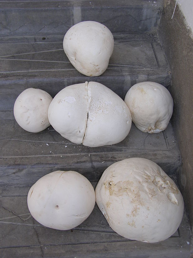 vatovec obrovský Calvatia gigantea (Batsch) Lloyd