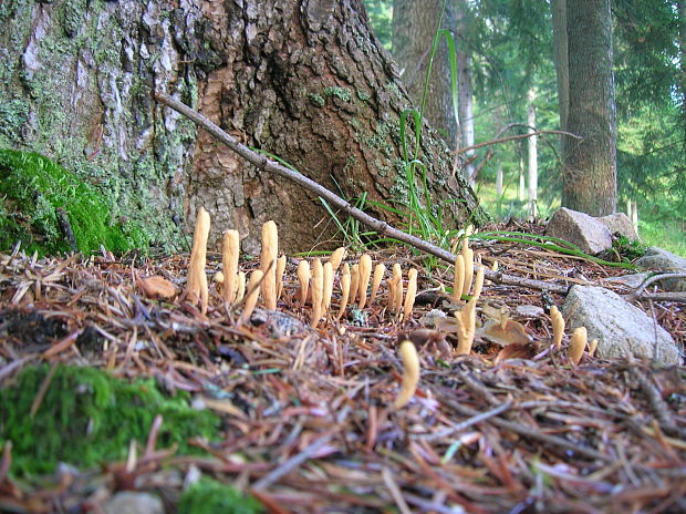 kyjak jazykovitý Clavariadelphus ligula (Schaeff.) Donk