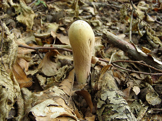 kyjak obrovský Clavariadelphus pistillaris (Fr.) Donk