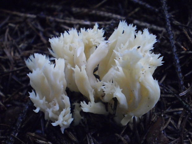 konárovka hrebenitá Clavulina coralloides (L.) J. Schröt.