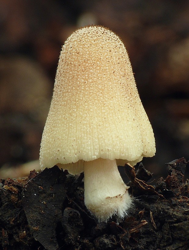 hnojník Coprinellus sp.