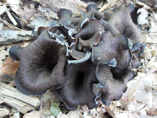 lievik trúbkovitý Craterellus cornucopioides (L.) Pers.