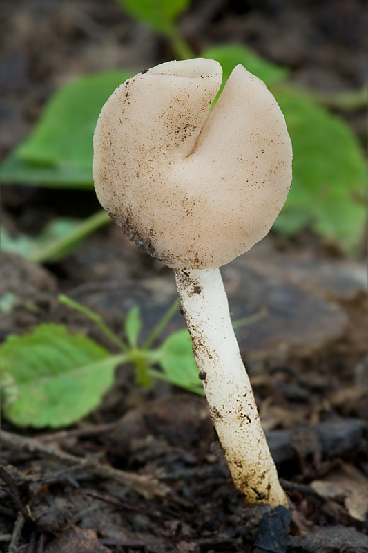 chriapač pružný Helvella elastica Bull.