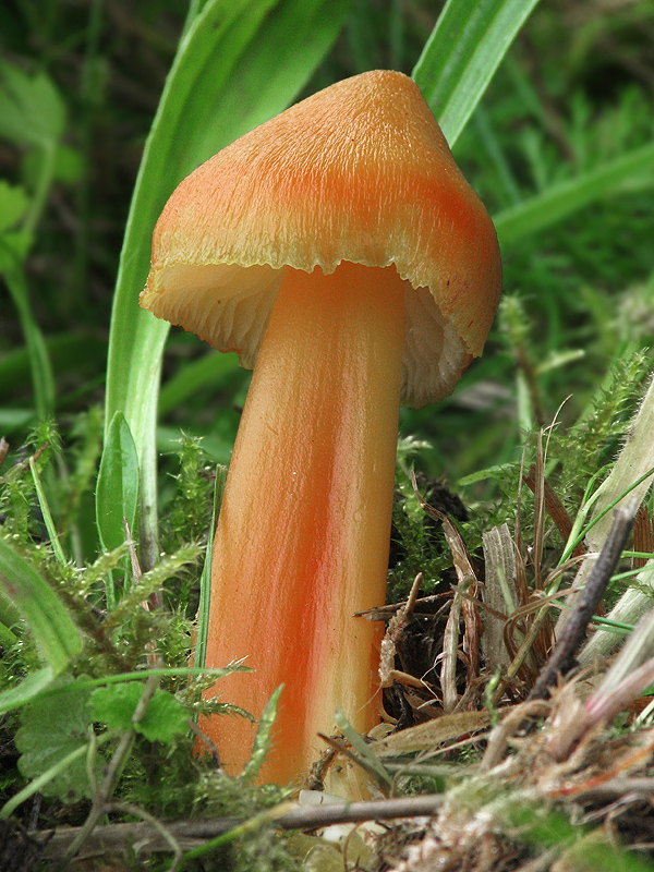 lúčnica sírovožltá Hygrocybe citrinovirens (J.E. Lange) Jul. Schäff.