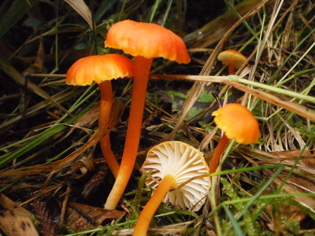 lúčnica kuriatkovitá Hygrocybe lepida Arnolds