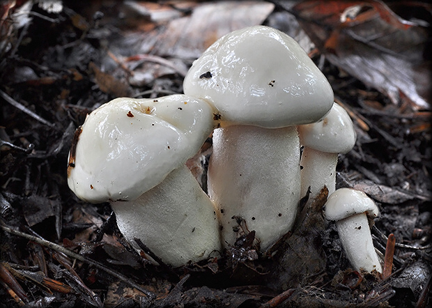 šťavnačka slonovinová Hygrophorus eburneus (Bull.) Fr.