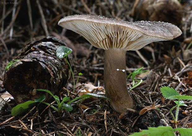 rýdzik sadzový Lactarius picinus Fr.