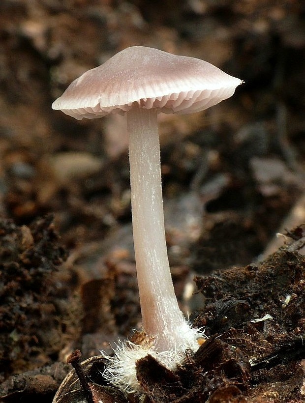 prilbička reďkovková Mycena pura (Pers.) P. Kumm.