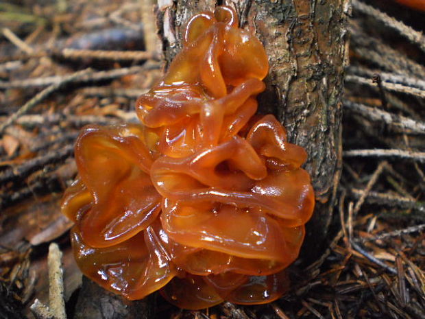 rôsolovka lupeňovitá Phaeotremella foliacea (Pers.) Wedin, J.C. Zamora & Millanes