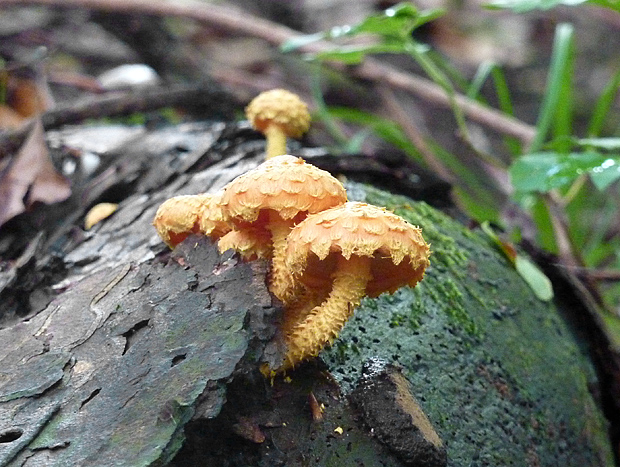 šupinovka ohnivá Pholiota flammans (Batsch) P. Kumm.