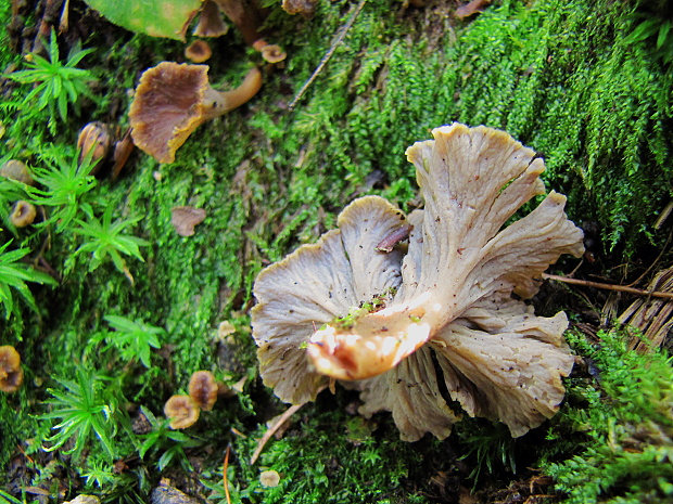 palievik kučeravý Pseudocraterellus undulatus (Pers.) Rauschert