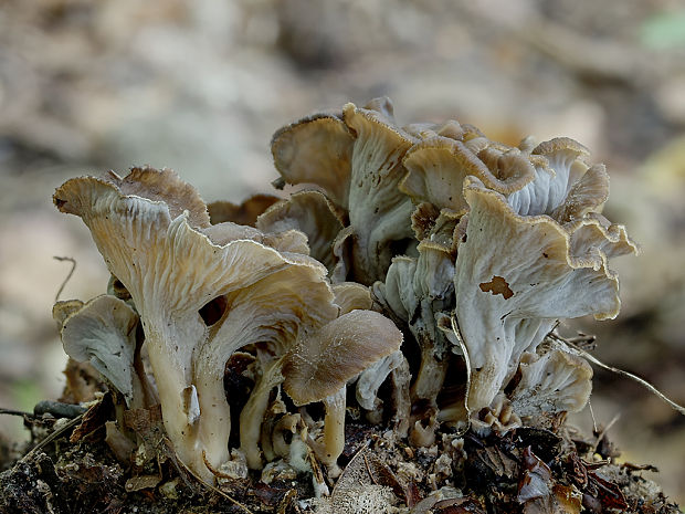 palievik kučeravý Pseudocraterellus undulatus (Pers.) Rauschert