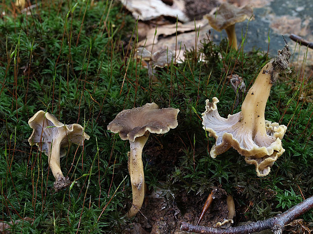 palievik kučeravý Pseudocraterellus undulatus (Pers.) Rauschert